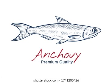 Vector sketch illustration of fresh anchovy sea fish drawing isolated on white. Engraved style. natural business. Vintage, retro  object for menu, label, recipe, product packaging