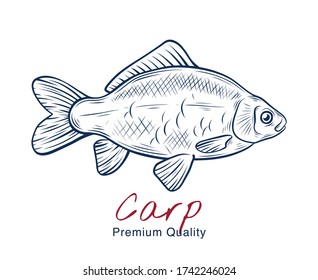 Vector sketch illustration of fresh carp river fish drawing isolated on white. Engraved style. natural business. Vintage, retro  object for menu, label, recipe, product packaging