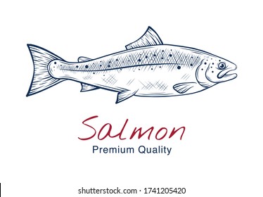 Vector sketch illustration of fresh salmon sea fish drawing isolated on white. Engraved style. natural business. Vintage, retro  object for menu, label, recipe, product packaging