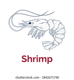 Vector sketch illustration of fresh shrimp drawing isolated on white. Engraved style. Ink. natural business. Vintage, retro object for menu, label, recipe, product packaging, seafood