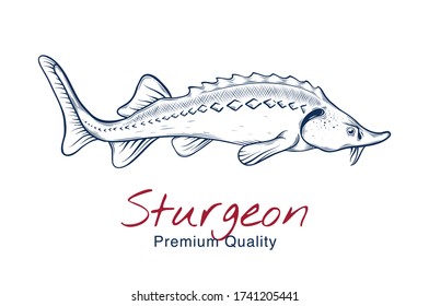 Vector sketch illustration of fresh sturgeon sea fish drawing isolated on white. Engraved style. natural business. Vintage, retro  object for menu, label, recipe, product packaging