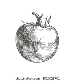 Vector sketch illustration of full tomato with stem. Engraved hand drawn illustration of fresh vegetable with peduncle isolated on white background.