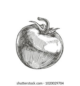 Vector sketch illustration of full tomato with stem. Engraved hand drawn illustration of fresh vegetable with peduncle isolated on white background.