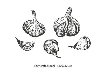 Vector sketch illustration of garlic. Hand drawn kitchen herb