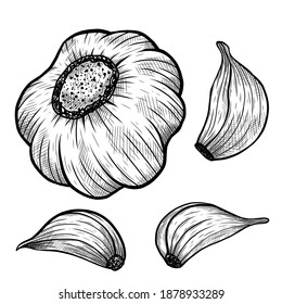 Vektorgrafik von Knoblauch-Zeichensatz einzeln auf Weiß. Stilvoll graviert. Ink. Naturgeschäft. Vintage, Retro-Objekt für Menü, Etikett, Rezeptur, Produktverpackung