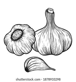 Vector sketch illustration of garlic set drawing isolated on white. Engraved style. Ink. natural business. Vintage, retro object for menu, label, recipe, product packaging