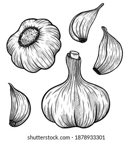Vektorgrafik von Knoblauch-Zeichensatz einzeln auf Weiß. Stilvoll graviert. Ink. Naturgeschäft. Vintage, Retro-Objekt für Menü, Etikett, Rezeptur, Produktverpackung