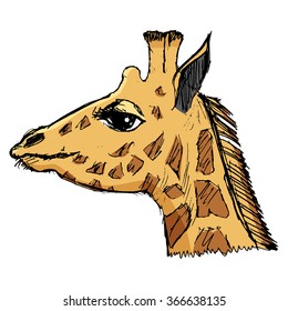 vector, sketch illustration of giraffe