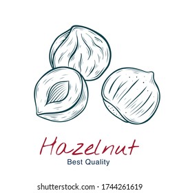 Vector sketch illustration of hazelnut, in shell and without. drawing isolated on white. Engraved style. natural business. Vintage, retro  object for menu, label, recipe, product packaging