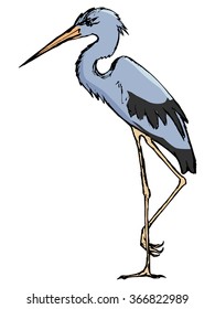 vector, sketch illustration of heron