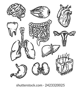 vector sketch illustration of human organs and several human senses with a unique and simple but attractive design style in retro style