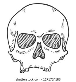 Vector Sketch Illustration - Human Skull without Lower Jaw. Front View.