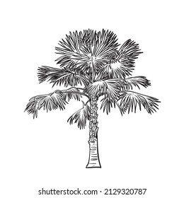 Vector Sketch illustration. Isolated black silhouette of Sabal Palmetto. Cabbage Palm drawing