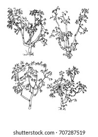 Vector sketch illustration.  Isolated on white background. Drawing of trees.