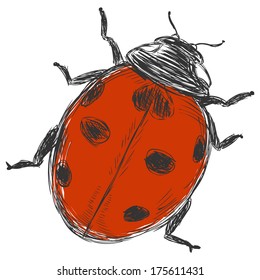 vector sketch illustration - ladybug