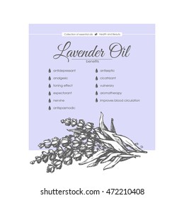 Vector sketch illustration of lavender flowers. Hair care, skin care cosmetic. Benefits essential oil.