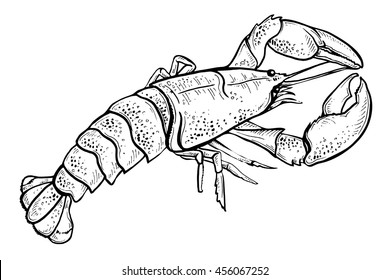 Vector sketch illustration of lobster on white background. Fresh organic seafood. Hand drawn illustration