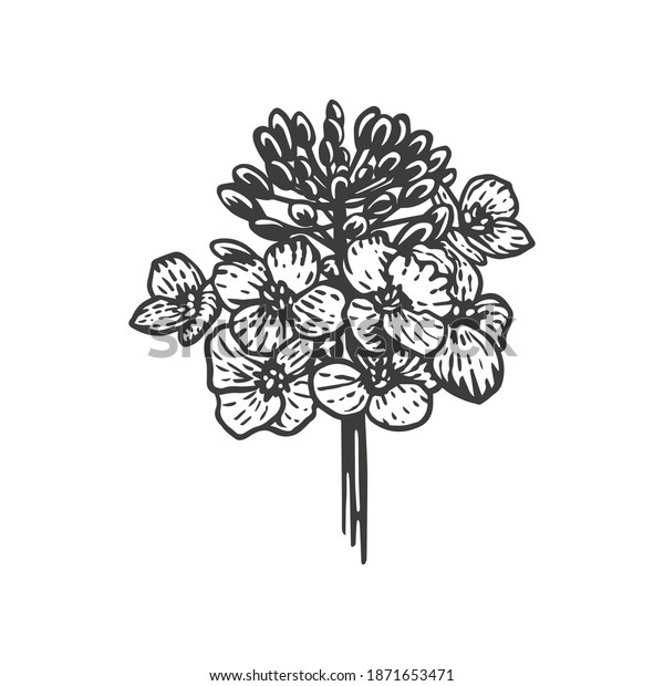Vector Sketch Illustration Mustard Flower Hand Stock Vector (Royalty Free) 1871653471 Shutterstock