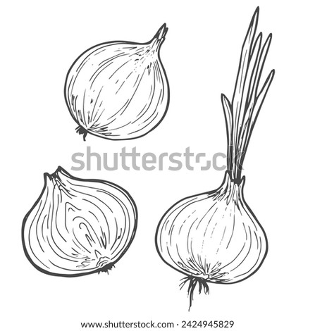 Vector sketch illustration of onion set drawing isolated on white. half, whole and cut rings.