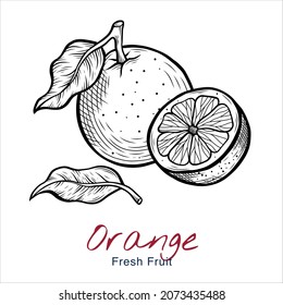 Vector sketch illustration of orange set drawing isolated on white. half, whole fruit. Engraved style. Ink. natural business. Vintage, retro object for menu, label, recipe, product packaging