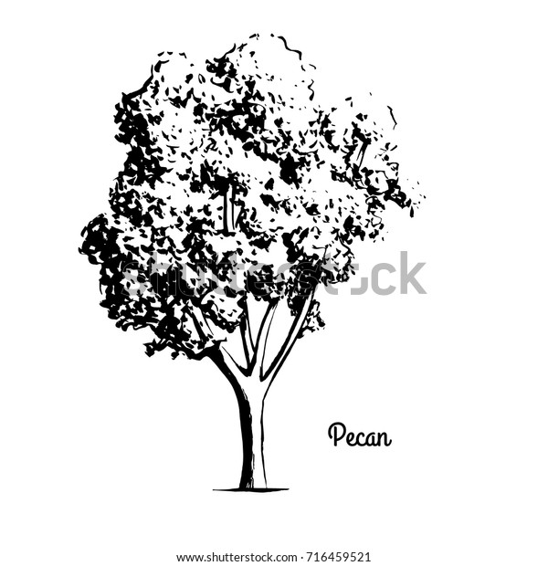 Vector sketch illustration of Pecan\
tree. Black silhouette of plant isolated on white background.\
Official state symbol of Texas. Native to\
Mexico.