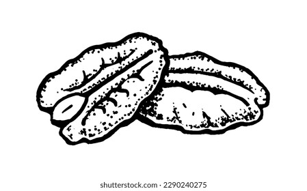 Vector sketch illustration of peeled Pecan Nuts. Vintage style drawing.