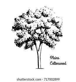 Vector sketch illustration of Plains Cottonwood. Black silhouette of plant isolated on white background. Official state tree of Wyoming.