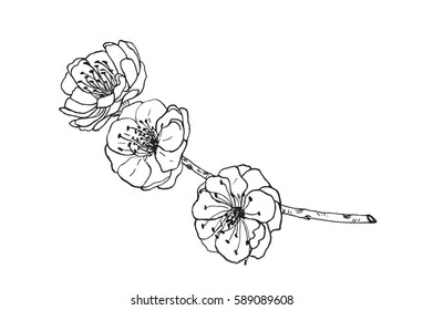 Vector sketch illustration of plum flower blossom. Handdrawn.