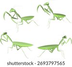 Vector sketch illustration of praying mantis insect animal design with antennae and pincers in front ready to be on guard
