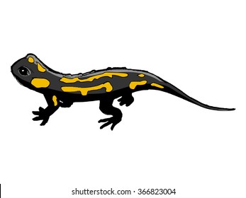 vector, sketch illustration of salamander