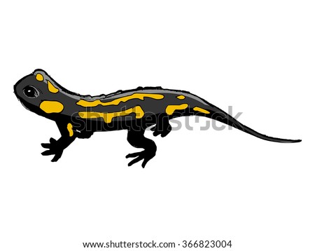 vector, sketch illustration of salamander Stock photo © 