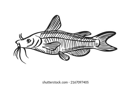 Vector sketch illustration of sea fish. Outline sihouette of catfish. Black engraving. Hand drawn underwater animal isolated on white