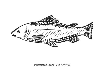 Vector sketch illustration of sea fish. Outline sihouette of salmon. Black engraving. Hand drawn underwater animal isolated on white