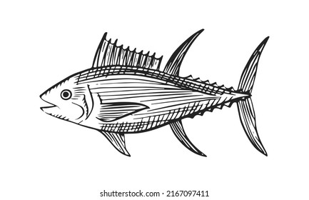 Vector sketch illustration of sea fish. Outline sihouette of tuna. Black engraving. Hand drawn underwater animal isolated on white