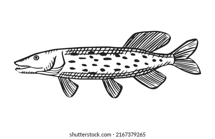 Vector sketch illustration of sea fish. Outline sihouette of pike. Black engraving. Hand drawn underwater animal isolated on white