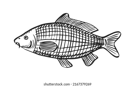 Vector sketch illustration of sea fish. Outline sihouette of carp. Black engraving. Hand drawn underwater animal isolated on white