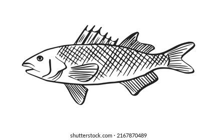 Vector Sketch Illustration Of Sea Fish. Outline Sihouette Of Sea Bass. Black Engraving. Hand Drawn Underwater Animal Isolated On White