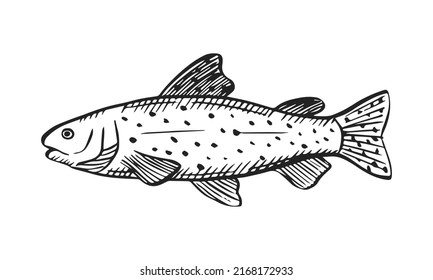 Vector sketch illustration of sea fish. Outline sihouette of rainbow trout. Black engraving. Hand drawn underwater animal isolated on white