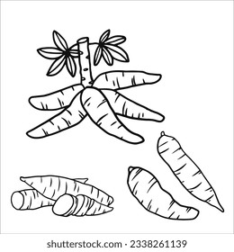 vector sketch illustration set of cassava as a fresh plantation produce on black object white background, can be used as banner, poster or template