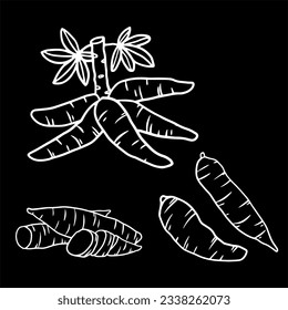 vector sketch illustration set of cassava as a fresh plantation produce on black background and white object, can be used as banner, poster or template