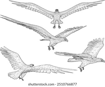 Vector sketch illustration silhouette design of an eagle animal image flying with wide wings looking for prey