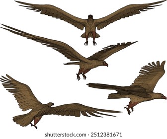 Vector sketch illustration silhouette design of an eagle animal image flying with wide wings looking for prey