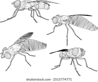 Vector sketch illustration silhouette design image of disease-carrying fly with wings 
