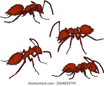 Vector sketch illustration silhouette drawing design detail animal insect ant walking looking for food