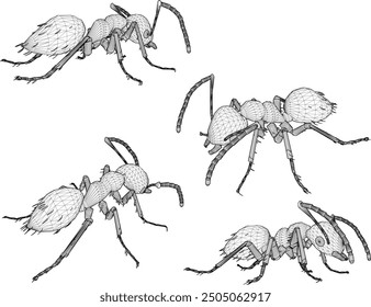 Vector sketch illustration silhouette drawing design detail animal insect ant walking looking for food