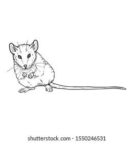 Vector Sketch Illustration - Sitting Mouse