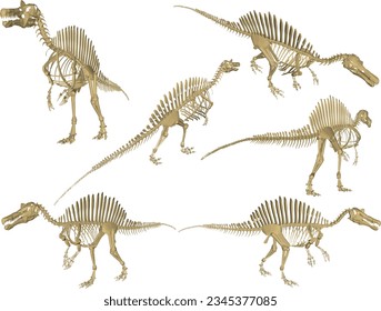 Vector sketch illustration of the skeletal structure of a prehistoric carnivorous dinosaur fossil