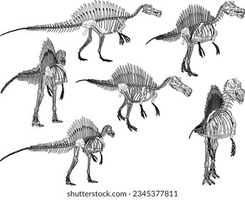 Vector sketch illustration of the skeletal structure of a prehistoric carnivorous dinosaur fossil