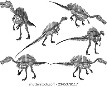 Vector sketch illustration of the skeletal structure of a prehistoric carnivorous dinosaur fossil 