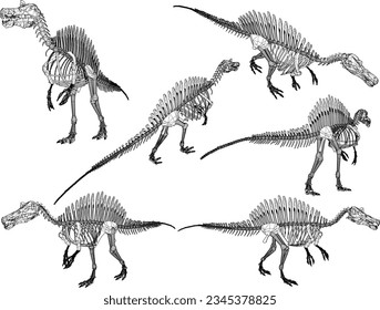 Vector sketch illustration of the skeletal structure of a prehistoric carnivorous dinosaur fossil